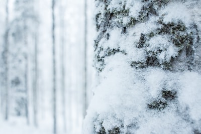 白雪覆盖的树